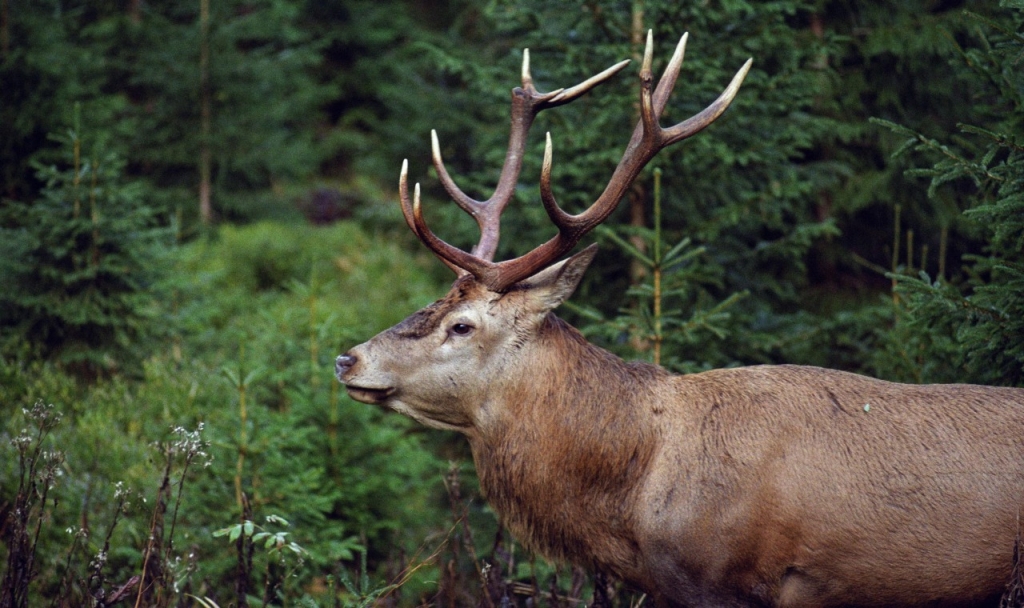 Taurusis elnias su dideliais ragais / Pexels nuotr.